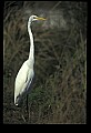 10609-00219-Egrets, General.jpg