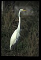 10609-00220-Egrets, General.jpg
