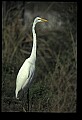 10609-00221-Egrets, General.jpg