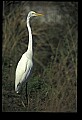 10609-00222-Egrets, General.jpg