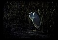 10609-00223-Egrets, General.jpg