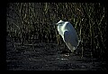 10609-00225-Egrets, General.jpg