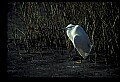 10609-00226-Egrets, General.jpg