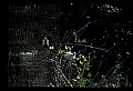10609-00227-Egrets, General.jpg