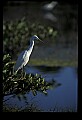 10609-00229-Egrets, General.jpg