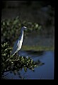 10609-00230-Egrets, General.jpg