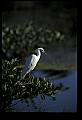 10609-00231-Egrets, General.jpg