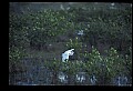 10609-00232-Egrets, General.jpg