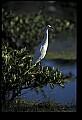 10609-00233-Egrets, General.jpg