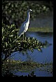 10609-00234-Egrets, General.jpg