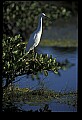 10609-00235-Egrets, General.jpg