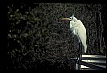 10609-00237-Egrets, General.jpg