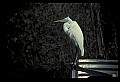 10609-00238-Egrets, General.jpg