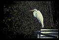 10609-00239-Egrets, General.jpg