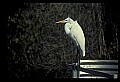 10609-00240-Egrets, General.jpg