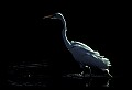 10609-00242-Egrets, General.jpg
