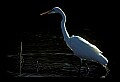 10609-00243-Egrets, General.jpg