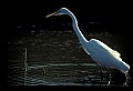 10609-00244-Egrets, General.jpg