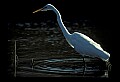 10609-00245-Egrets, General.jpg