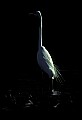10609-00246-Egrets, General.jpg