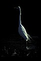 10609-00247-Egrets, General.jpg