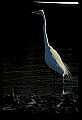 10609-00248-Egrets, General.jpg