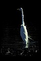 10609-00249-Egrets, General.jpg