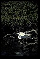 10609-00250-Egrets, General.jpg