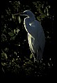 10609-00251-Egrets, General.jpg