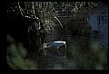 10609-00254-Egrets, General.jpg