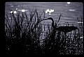 10610-00001-Great Blue Heron, Ardea herodias.jpg