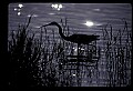 10610-00002-Great Blue Heron, Ardea herodias.jpg