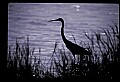10610-00004-Great Blue Heron, Ardea herodias.jpg