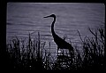 10610-00005-Great Blue Heron, Ardea herodias.jpg