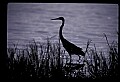 10610-00006-Great Blue Heron, Ardea herodias.jpg