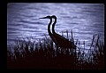 10610-00007-Great Blue Heron, Ardea herodias.jpg
