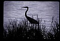10610-00008-Great Blue Heron, Ardea herodias.jpg