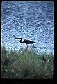 10610-00010-Great Blue Heron, Ardea herodias.jpg