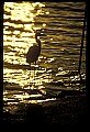 10610-00011-Great Blue Heron, Ardea herodias.jpg