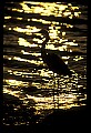 10610-00012-Great Blue Heron, Ardea herodias.jpg