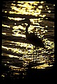 10610-00013-Great Blue Heron, Ardea herodias.jpg
