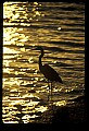 10610-00014-Great Blue Heron, Ardea herodias.jpg