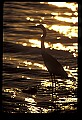 10610-00015-Great Blue Heron, Ardea herodias.jpg