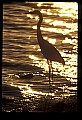 10610-00016-Great Blue Heron, Ardea herodias.jpg