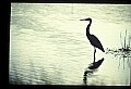 10610-00020-Great Blue Heron, Ardea herodias.jpg