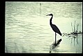 10610-00021-Great Blue Heron, Ardea herodias.jpg