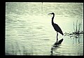 10610-00022-Great Blue Heron, Ardea herodias.jpg