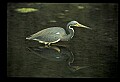 10610-00027-Great Blue Heron, Ardea herodias.jpg
