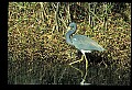 10610-00032-Great Blue Heron, Ardea herodias.jpg