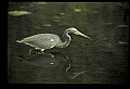 10610-00036-Great Blue Heron, Ardea herodias.jpg